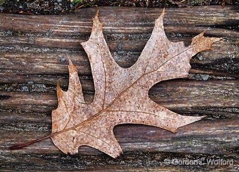 Leftover Leaf_DSCF01291.jpg - Photographed at Ottawa, Ontario, Canada.